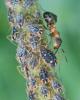 Pterocomma salicis